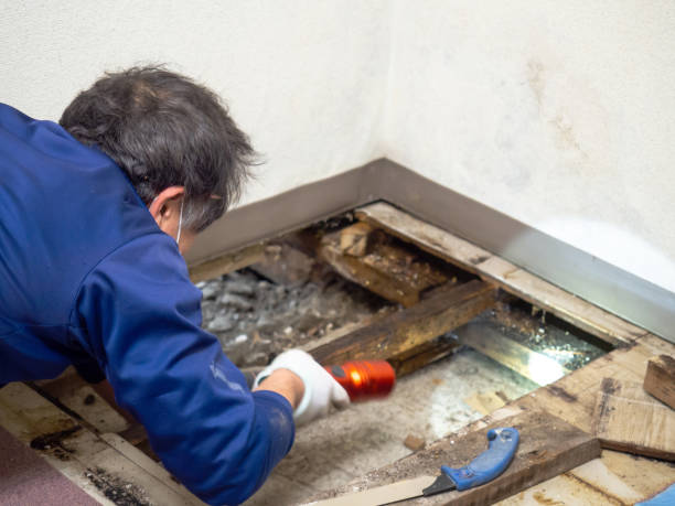 Trusted Avenel, NJ Mold Removal Experts