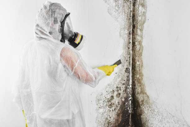 Best Best Mold Removal Companies  in Avenel, NJ