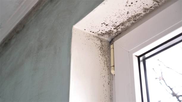 Best Professional Mold Removal  in Avenel, NJ