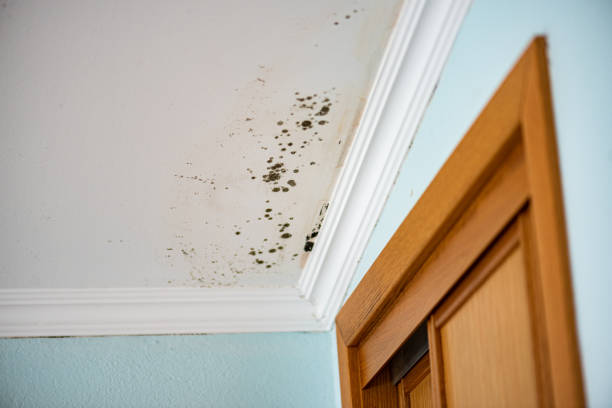 Best Fast Mold Removal  in Avenel, NJ