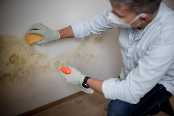 Best Local Mold Removal Service  in Avenel, NJ