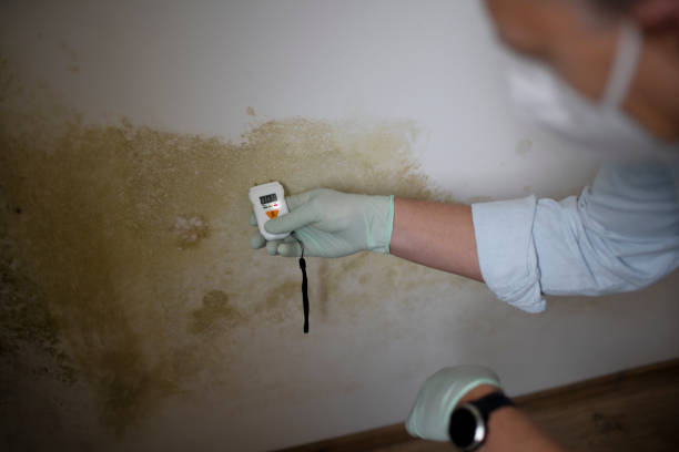 Best Mold Removal Company Near Me  in Avenel, NJ