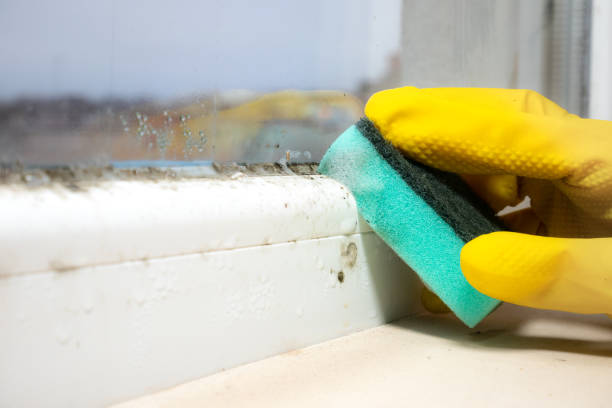 Best Affordable Mold Removal  in Avenel, NJ