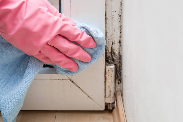 Best Mold Remediation  in Avenel, NJ